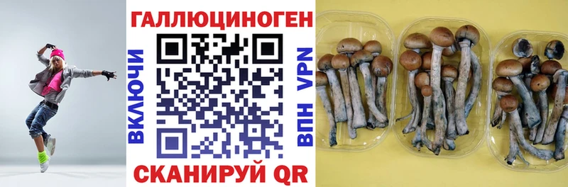 дарк нет Telegram  цены наркотик  Белёв  Галлюциногенные грибы Psilocybine cubensis 